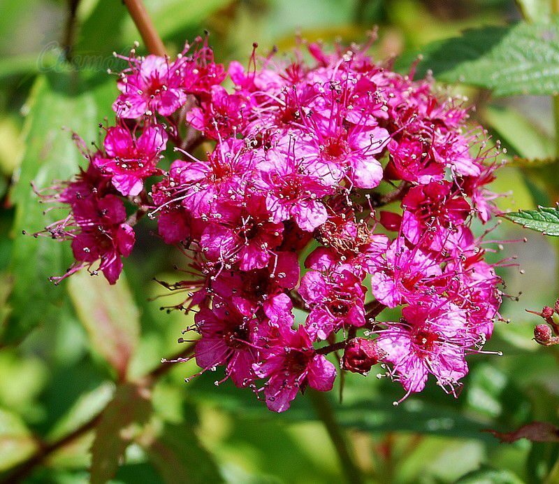 Spiraea japonica. Спирея японская Кантри ред. Спирея японская таволга. Спирея японская красная. Спирея японская Катрин ред.