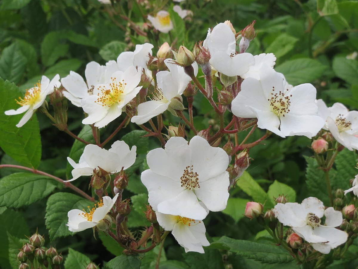 Шиповник многоцветковый Rosa multiflora