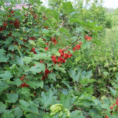 Смородина красная в сортах RB / Ribes rubrum