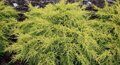 Можжевельник средний 'King of Spring' C6 20-30 / Juniperus media 'King of Spring'