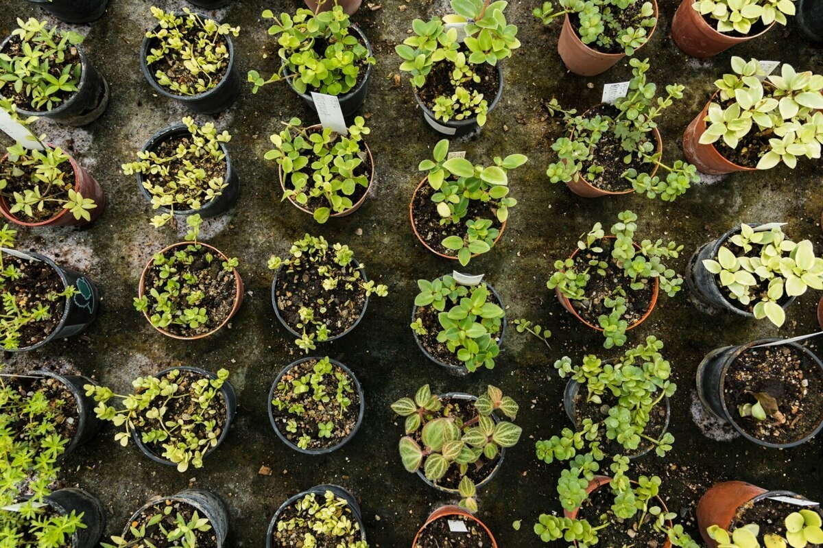 plant-nursery