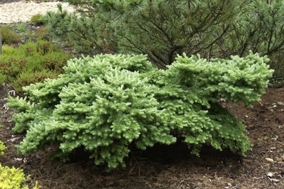 Лиственница Кемпфера Wolterdingen D6 30-40 CM